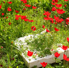 Wild Red Flowers Are Blooming Among Green Grass. Plants Sprouted Through The Foam Plastic Garbage. Magnificent Spring Flowering Of A Wild Anemones Among The Household Synthetic Waste