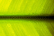banana leaf close up
