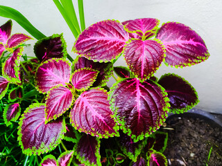 Wall Mural - Beautiful Coleus plant in white background as a wallpaper