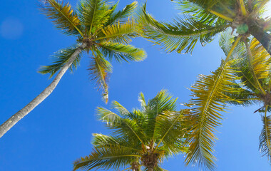 Palm trees under a blue sky