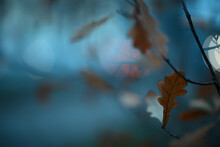 Autumn Evening Branches Gloomy Background, Abstract Seasonal Concept Sadness Stress