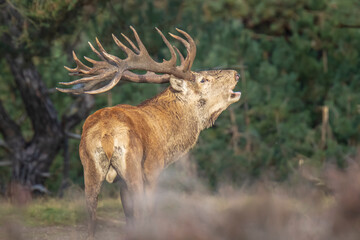 Wall Mural - Male red deer stag, cervus elaphus, rutting