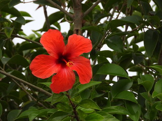 Flor roja iluminada por la luz del sol