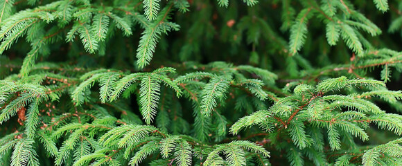 Wall Mural - green fresh fir branches seasonal background forest