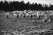 Flügelschlagende Gänse auf einer Geflügelfarm versuchen zu fliegen. schwarz weiß