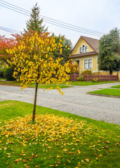 Wall Mural - two story stucco luxury house with garage door, big tree and nice Fall Foliage landscape in Vancouver, Canada