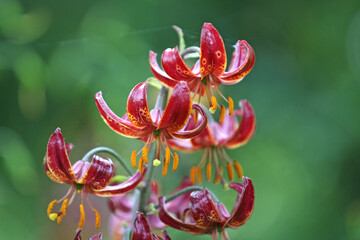 Lilium martagon 'Claude Shride' in flower.