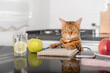 Domestic cat, green apple and scales for measuring weight with food.