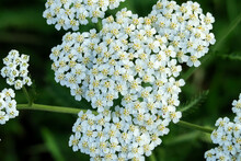 White Yarrow Flowers Grow In A Flower Garden. Cultivation And Collection Of Medical Plants Concept