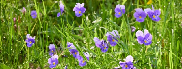 Wall Mural - Wild pansy (Viola) flowers and green grass close-up. Beautiful purple wildflowers. Idyllic summer rural landscape. Nature, seasons, ecology, environment, botany. Macro photography, graphic resources