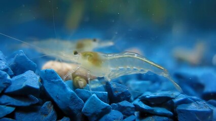 Wall Mural - Shrimp in aquarium on blue stones. live transparent shrimp in blue colors