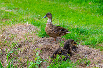 Wall Mural - a mother duck with her ducklings in the  great outdoors by a stream