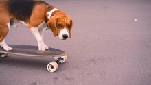 Funny Dog On A Skateboard. Active Beagle Rides 