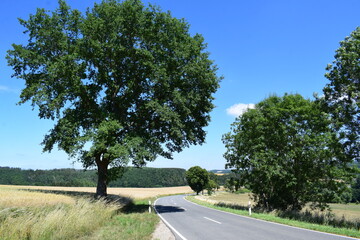 Poster - Allee in der somerlichen EIfel