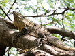 Iguana sitting on a tree branch in Playa Hermosa, Costa Rica