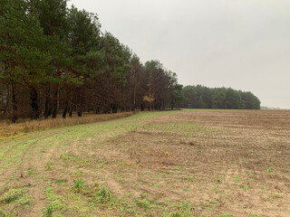 Wall Mural - landscape with plowed field and forest