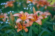 Day Lilies Blooming In A Garden