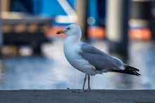 Seagull On The Pier