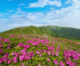 Fototapeta Kosmos - Blossoming slopes (rhododendron flowers ) of Carpathian mountains.