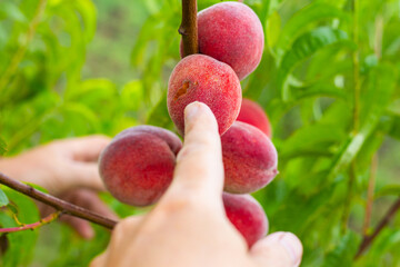 The gardener points with his finger at a red ripe peach pecked by birds on a tree branch in the garden. Pest control of fruit trees