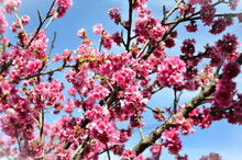 Em Dia Ensolarado As Flores Da Prunus Campanulata