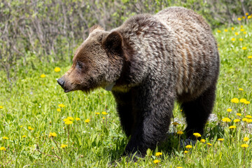 Wall Mural - close up of female grizzly standing in grass and dandelions 