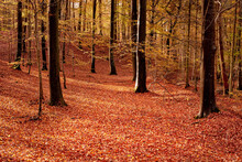Beautiful Orange Colours Of Empty Forest In Autumn. Trees In The Woods Filled With Bright Leaves On The Ground During Fall Season. Remote Secluded Mountain In Nature, Perfect For A Hiking Adventure