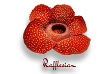 Rafflesia Arnoldii Flower With Solid White Background
