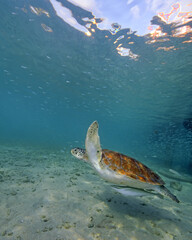 Wall Mural - A Green Turtle Swims at a Beach in Curacao