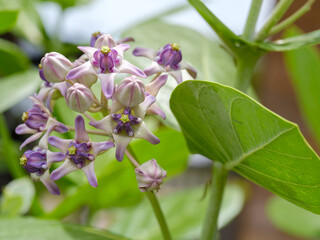 Wall Mural - Close up of Calotropis Gigantea or purple crown flower or Giant Indian Milkweed
