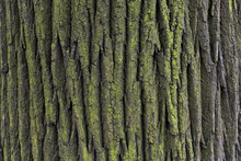 Natural Texture Of Tree Bark. Old Tree Trunk Close-up. Natural Wood Background With Bark Patterns.