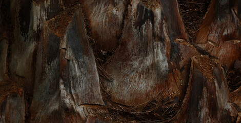 Canvas Print - close up of a tree