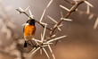 African stonechat sitting in a thorn tree in Africa; Species Saxicola torquatus, family  Muscicapidae 