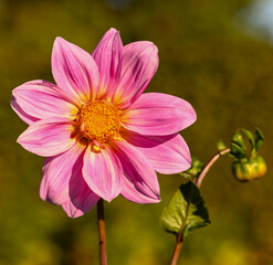 Sticker - Beautiful close-up of a pink dahlia