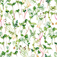 Green Sprouts From Black Lentil Seeds. Green Watercolor Healthy Microgreens Texture Background.