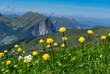Urlaub im Kleinwalsertal, Österreich: Wanderung in der Nähe von Baad zum Grünhorn - blühende Almwiese mit gelben Trollblumen, Trollius europaeus, Hintergrund Ifen und Berge