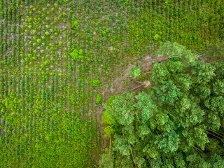 Sticker - Green Pine Forest Aerial View. 