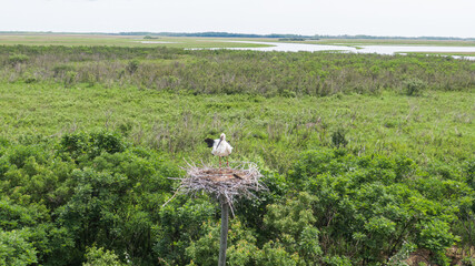 A large white stork in a nest or a stork 's nest in the Far East of Russia . Amur region