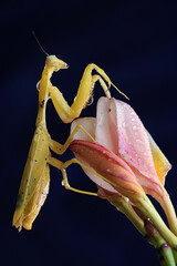 A yellow praying mantis is looking for prey in a wildflower on a black background. This insect has the scientific name Hierodula sp. 