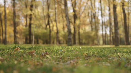 Wall Mural - background of autumn park with yellow leaves