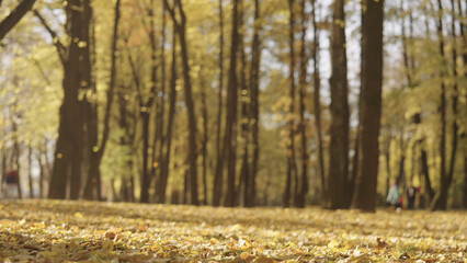 Wall Mural - background of autumn park with falling leaves