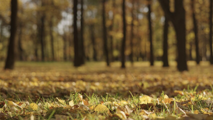 Wall Mural - background of autumn park with falling leaves