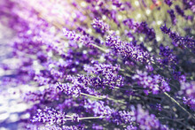 Fragrant Herb With Purple Flower Stalks Lavender