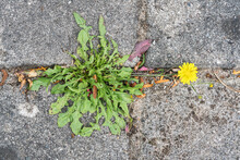 Catsear Or False Dandelion With One Yellow Flower Growing Between Garden Tiles Seen Directly From Above