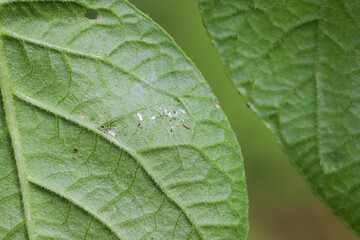 Thrips and under a damaged potato leaf.