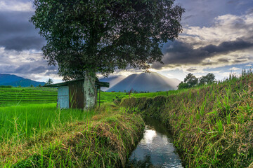 Beautiful morning panorama in the green rice fields under the Indonesian Mountains