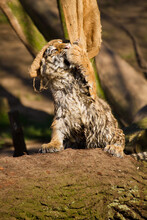 Junger Löwe (Panthera Leo) Beim Spielen, Löwenbaby