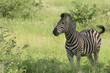 Zebra Africa, Southafrica, Krüger Nationalpark