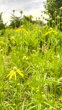 Natural Green Space With Tall Wild Flowers (butter Weed) Blowing In The Summer Breeze. Flowers Have Yellow Blooms And Petals.  Peaceful And Tranquil Motion In Nature With A Lush Green Backdrop.
