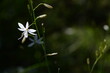Kwitnąca na górskich łąkach pajęcznica gałęzista (Anthericum ramosum)